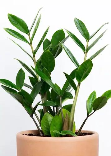 LITTLE JUNGLE ZZ Live Indoor Plant - Healthy Live Plant with White Pot, Best Air Purifying, Indoor Plants for Living Room, Gifting, Bedroom Plants, Garden, Balcony, Best Home Décor Office Desk